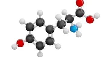 The Roles of Phenylalanine and Tyrosine in Lifespan