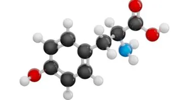 The Roles of Phenylalanine and Tyrosine in Lifespan