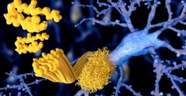 Arginine Reduces Signs of Alzheimer’s in Mice