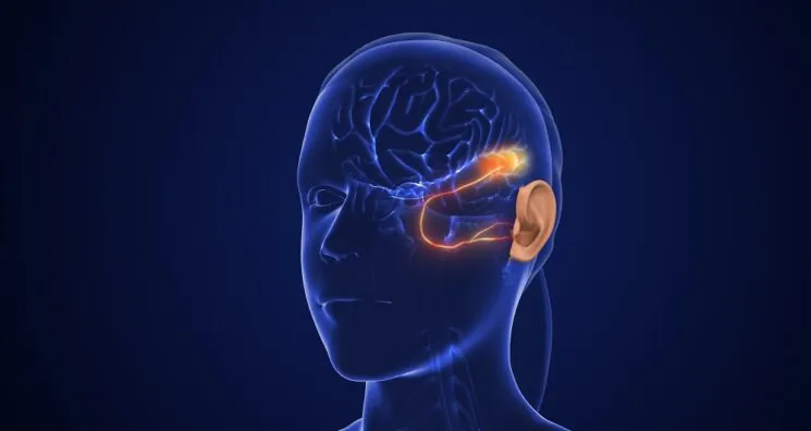 Researchers Find a Potential Target for Hearing Loss