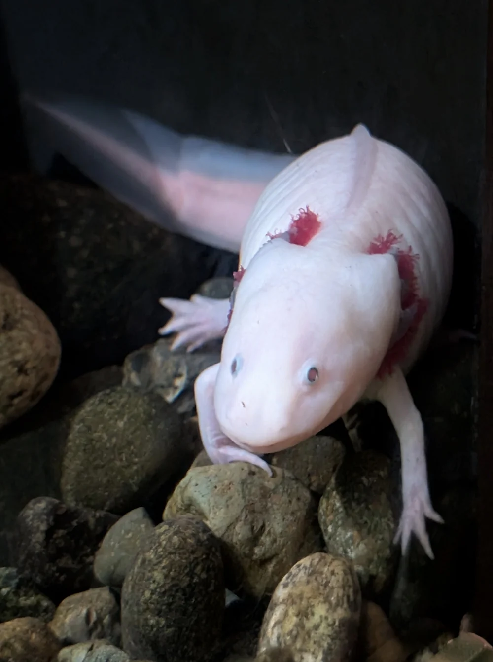 Axolotl