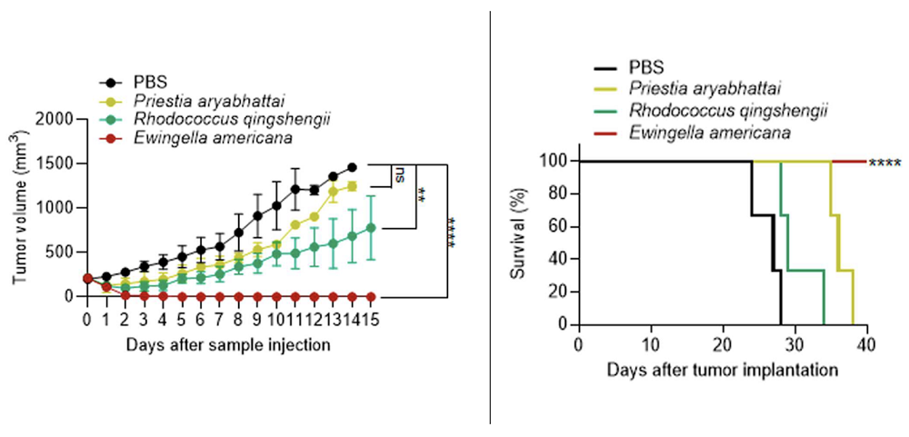 Bacterial anticancer effectiveness