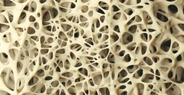 A Key Molecular Link Between Aging and Osteoporosis