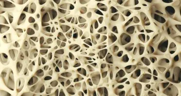 A Key Molecular Link Between Aging and Osteoporosis