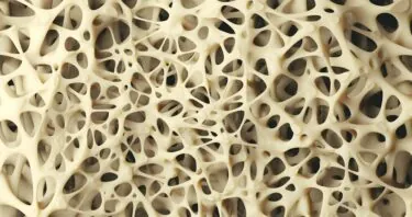 A Key Molecular Link Between Aging and Osteoporosis