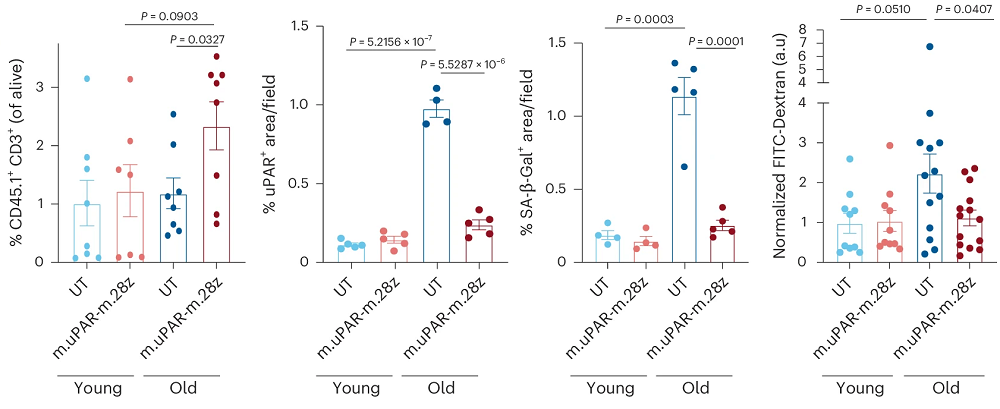 CAR T uPAR effectiveness