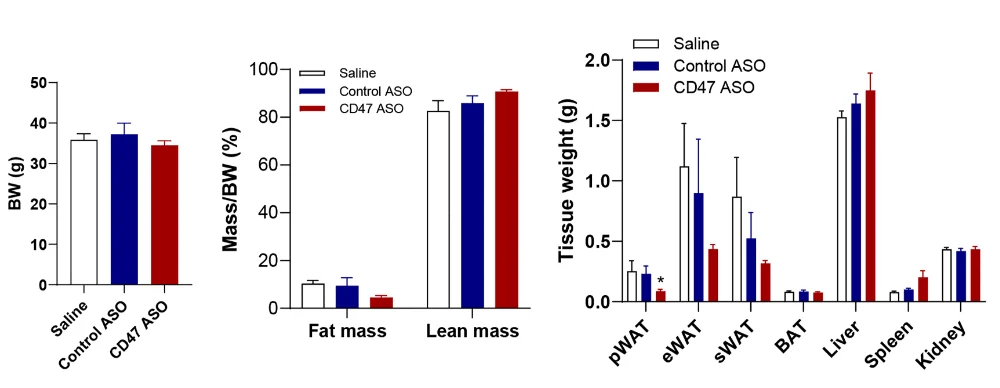 CD47 ASO Fat Mass