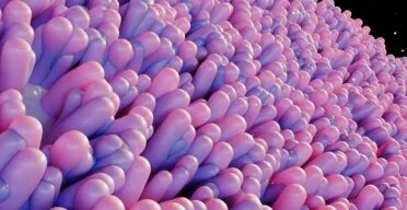 Engineering Immune Cells to Fight Gut Senescence