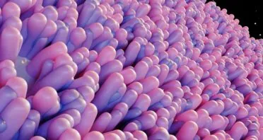 Engineering Immune Cells to Fight Gut Senescence