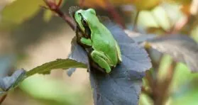 Bacterium From Frogs Completely Destroys Colon Cancer