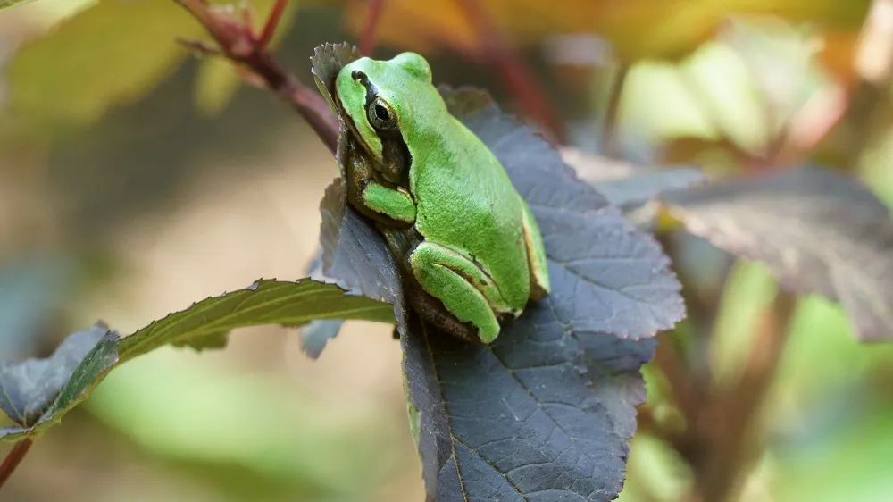 Japanese tree frog