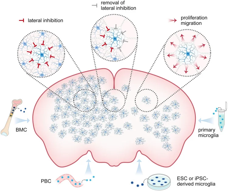 Microglia replacement