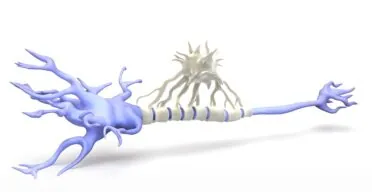 Microglia Replacement Already Working in Humans