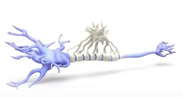 Microglia Replacement Already Working in Humans