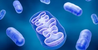 Senescence Exacerbated by Mitochondrial RNA Leakage