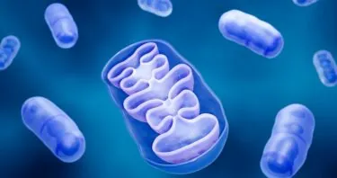 Senescence Exacerbated by Mitochondrial RNA Leakage