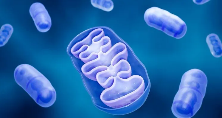 Senescence Exacerbated by Mitochondrial RNA Leakage