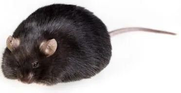 Targeting a Metabolic Regulator Reduces Fat in Mice