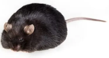 Targeting a Metabolic Regulator Reduces Fat in Mice