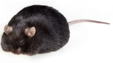 Obese mouse
