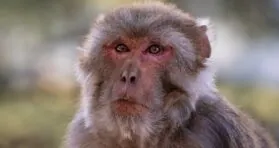 Stem Cell-Derived Vesicles Improve Cognition in Aged Monkeys