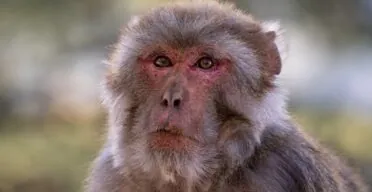 Stem Cell-Derived Vesicles Improve Cognition in Aged Monkeys