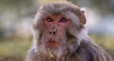 Stem Cell-Derived Vesicles Improve Cognition in Aged Monkeys