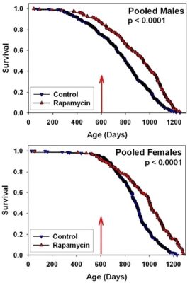 Rapamycin fed late in life extends lifespan in genetically heterogeneous mice
