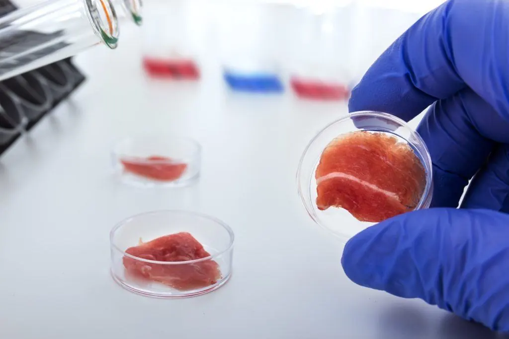 Lab cultured meat is a cruelty free solution to world food supply.