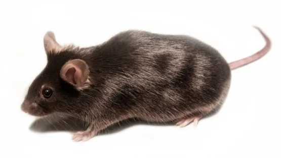 Research mouse