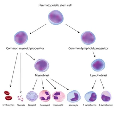 Immune cell division