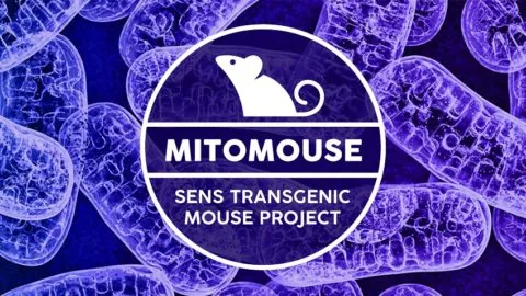 Mitomouse