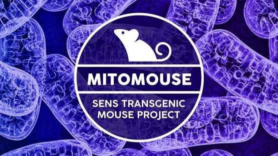 Mitomouse