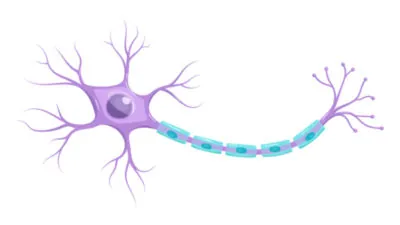 Myelin