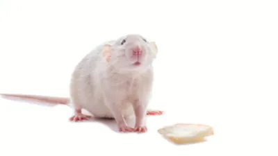 Pregnant rat