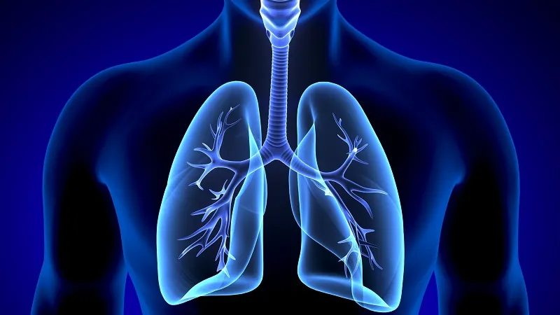 Lungs