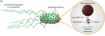 Genetically engineered nanotech microswimmer