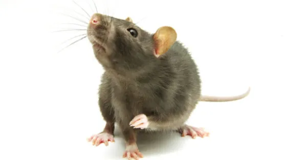 Mouse with prominent whiskers