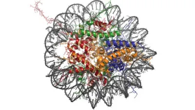 Nucleosome