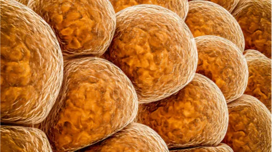 A picture of brown fat cells