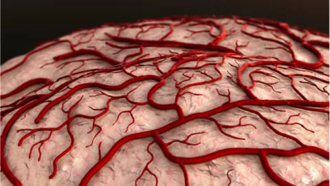 Cerebral blood vessels