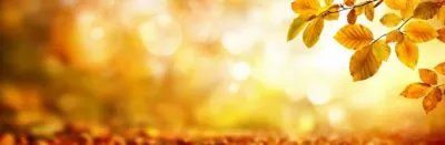 leaves on a banner 2