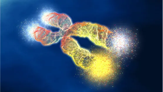 Chromosomes and telomere loss