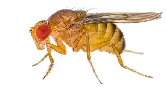 The Drosophila fruit fly