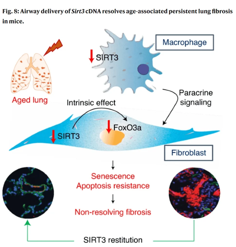 How SIRT3 relieves fibrosis in mice
