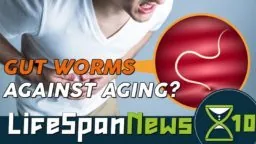 Lifespan News on gut worms