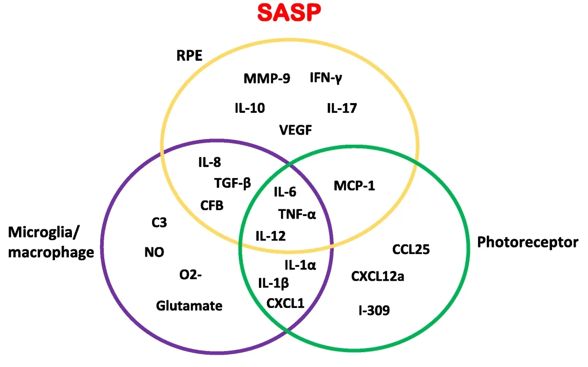 A Venn diagram of the SASP produced by three types of senescent cells.