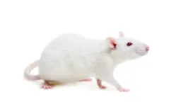 cute white rat
