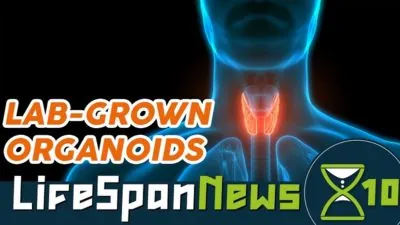 Researchers have grown mini thyroids.