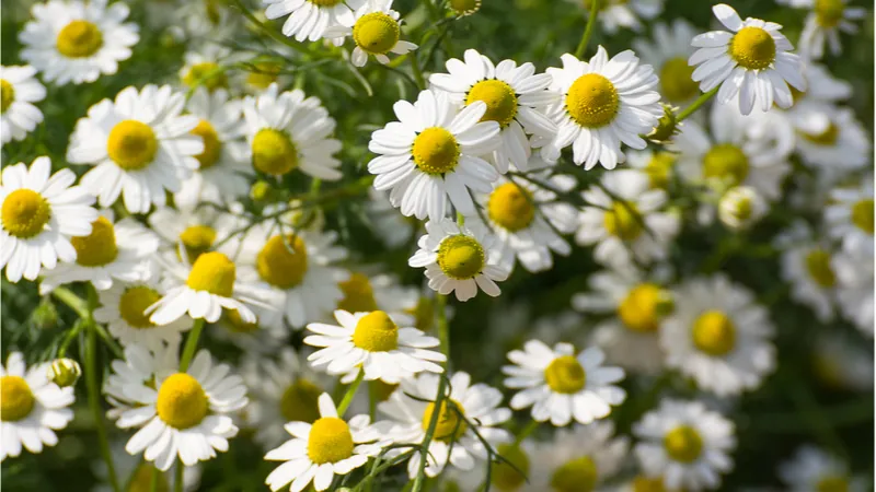 Chamomile is a great source of Apigenin.